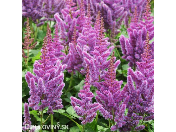 astilbe hyacintova cechrava 1