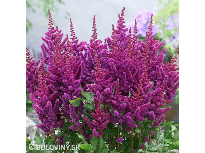 astilbe fialova cechrava 1