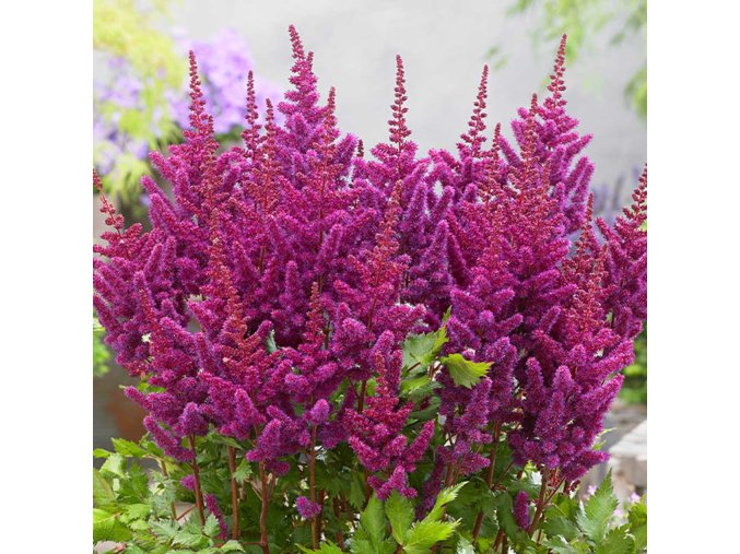 Astilbe Purple 2