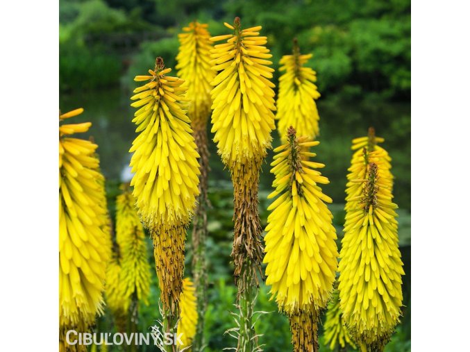 kniphofia zluty mnohokvet yellow 1