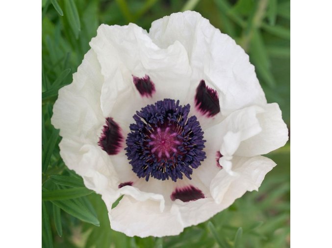 Papaver bílý 01