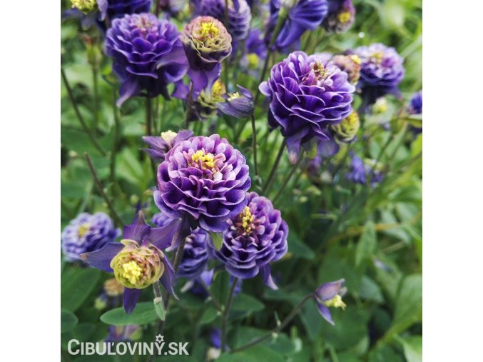fialovy orlicek aquilegia christa barlow 4