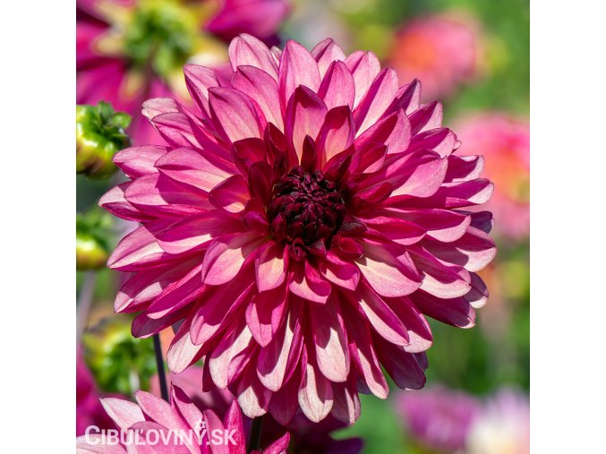 ruzova jirina dahlia bacardi 1