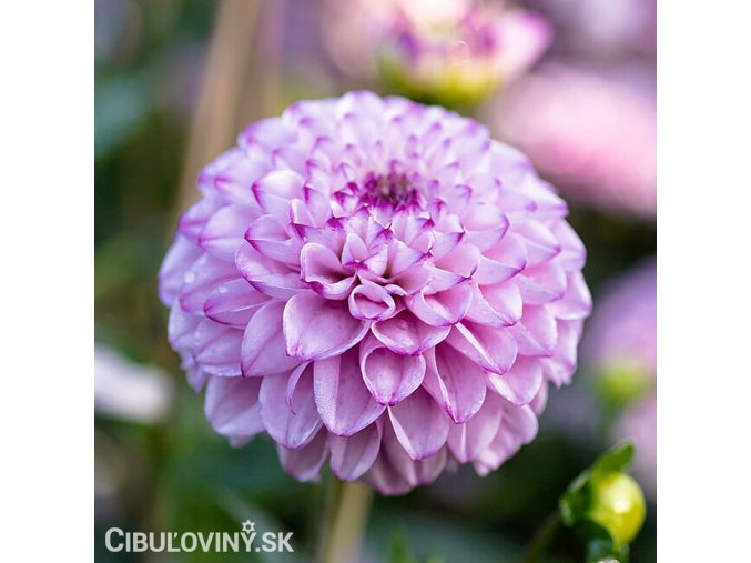 fialova jirina genova 1