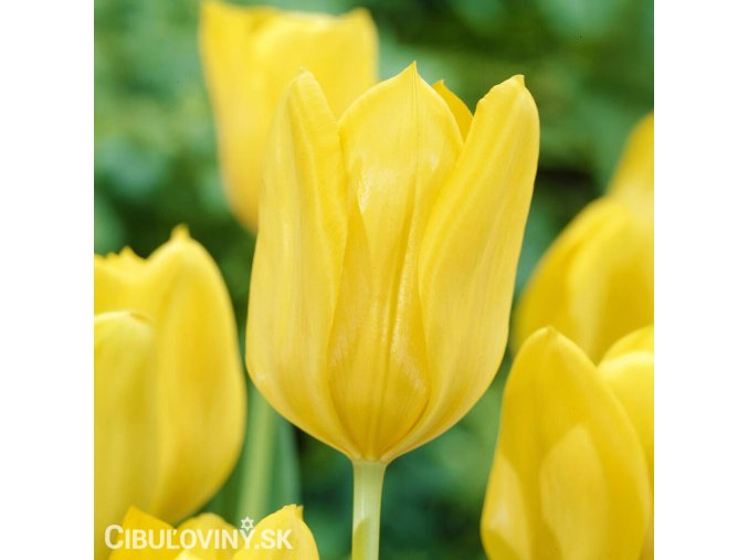 zluty tulipan candela 1
