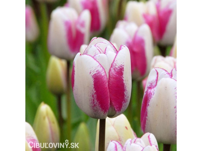 biloruzovy tulipan hotpants 1