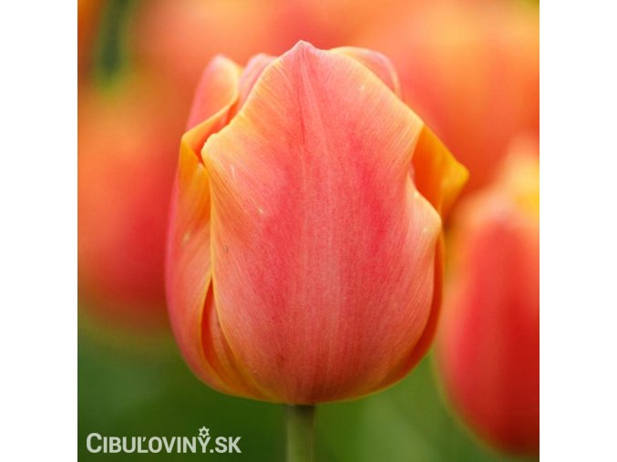 oranzovy tulipan jimmy 1