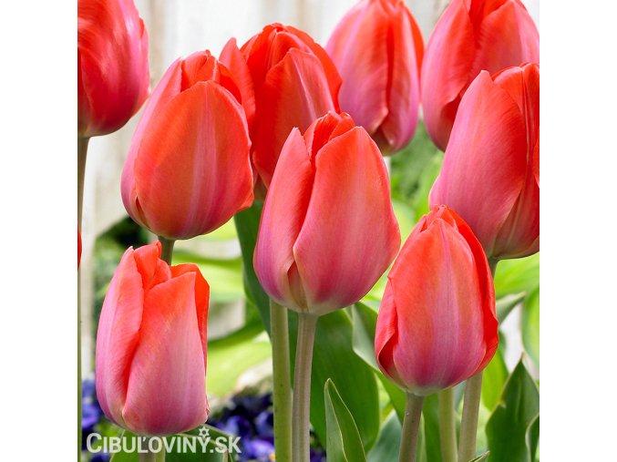 oranzovy tulipan orange van eijk 1