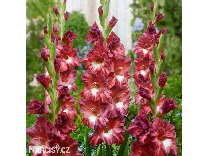 hnedocerveny gladiolus mecik tiramisu 1