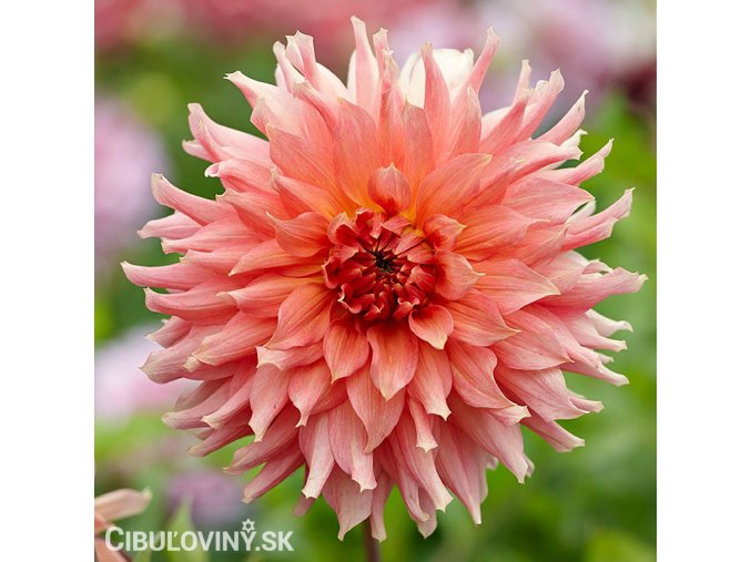 oranzova jirina fairway spur 1