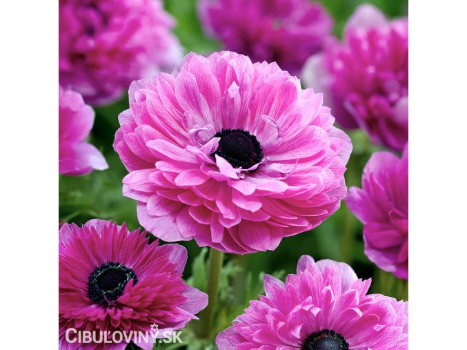 ruzova sasanka anemone the admiral 1