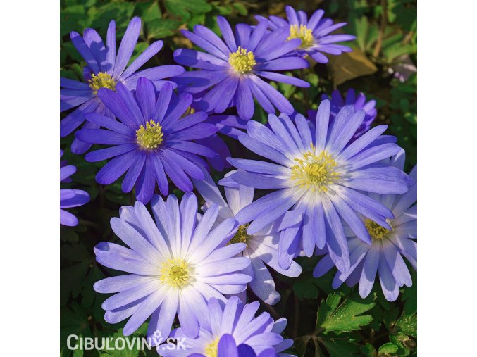 modra sasanka anemone blue shades blanda 1