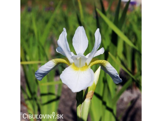 bily iris sibirsky kosatec gelber mantel 1