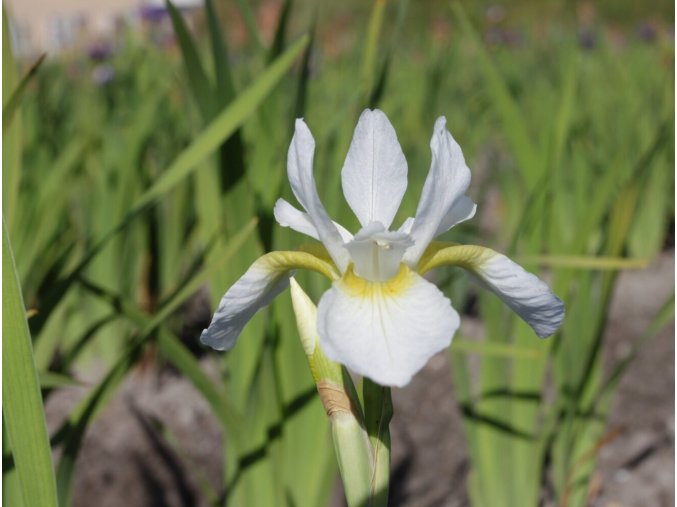 Iris gelber mantel 04