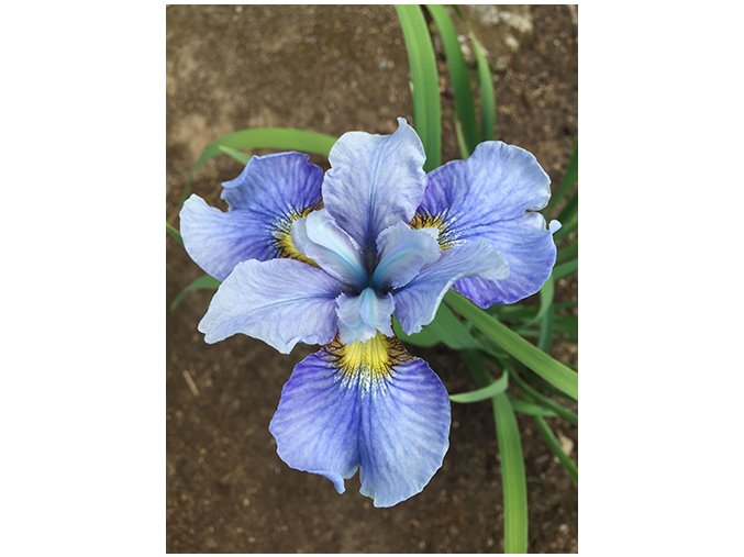 Iris imperial velvet sibirica 02