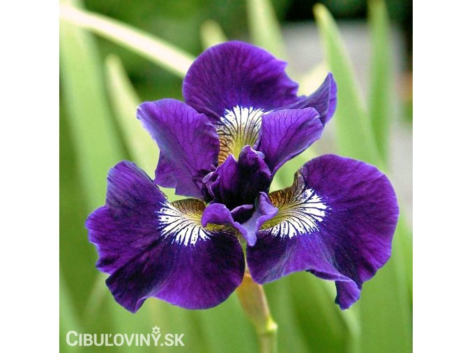 fialovy iris sibirsky kosatec shirley pope 1