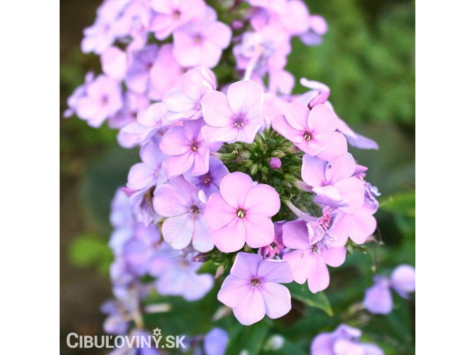 ruzove floxy plamenka lilac time 1