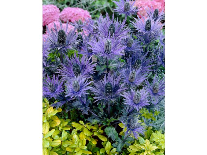 Eryngium alpinum Blue Star 01