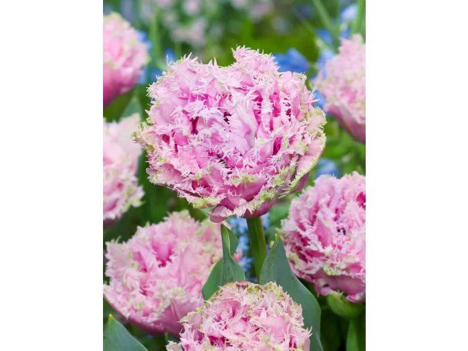 Tulipa Cairns 1 1 4