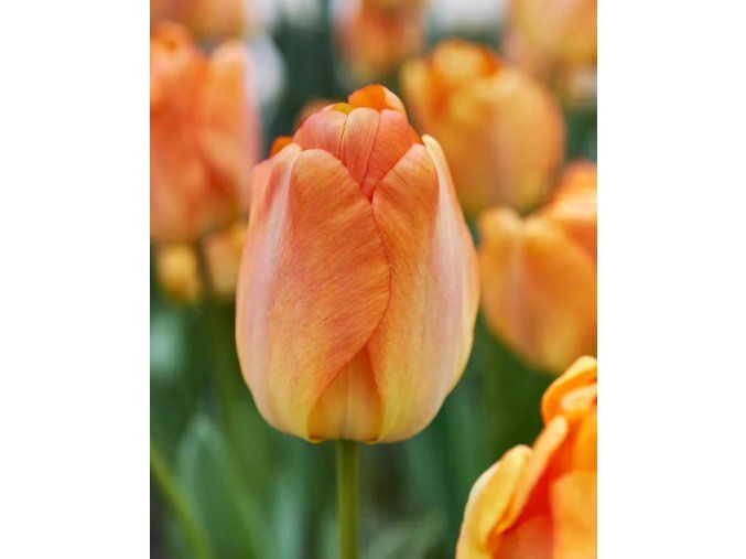 tulipa daydream