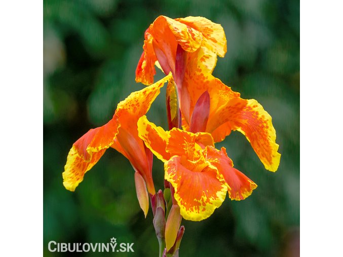 oranzovozluta Dosna Canna Taroudant 1