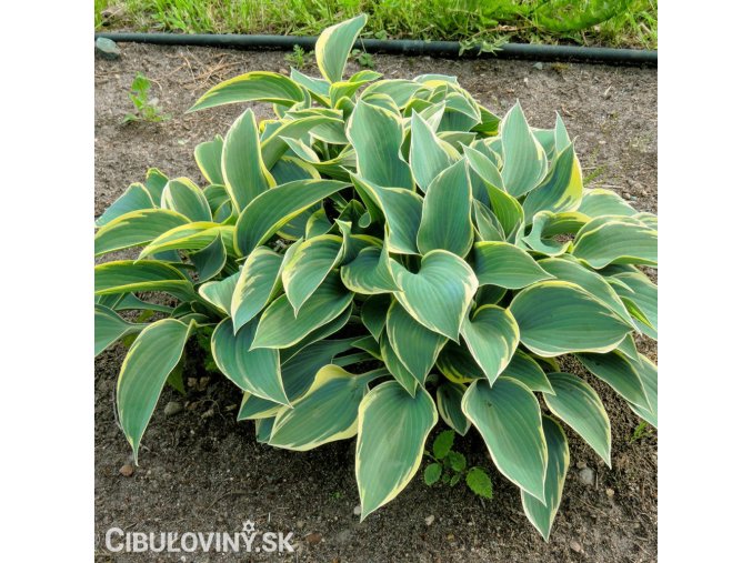 bohyska hosta aureomarginata 1