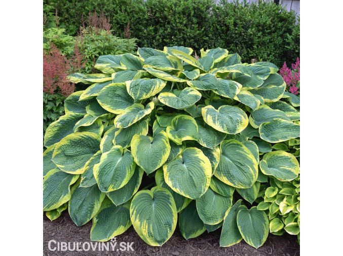 bohyska hosta frances williams 1