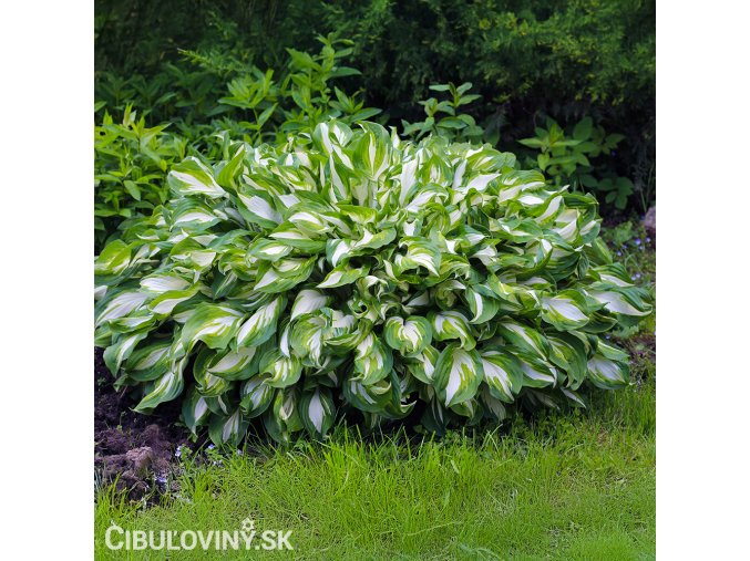 bohyska hosta mediovariegata 1