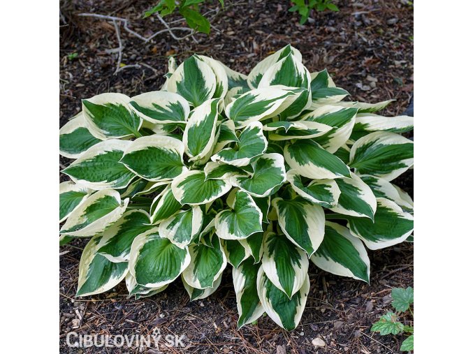 bohyska hosta patriot 1