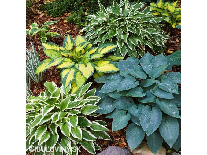 bohyska hosta smes mix 1