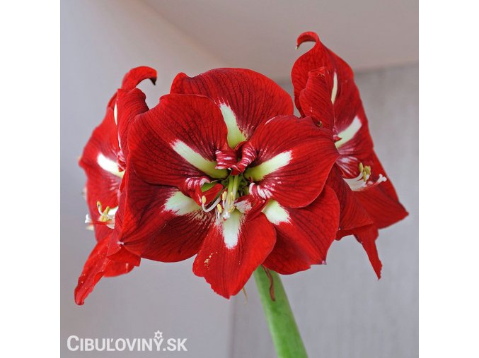 červený hvězdník amaryllis barbados 1