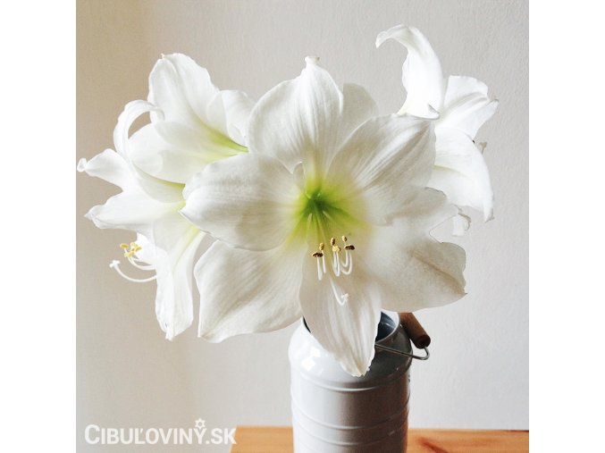 bílý hvězdník amaryllis christmas gift 1
