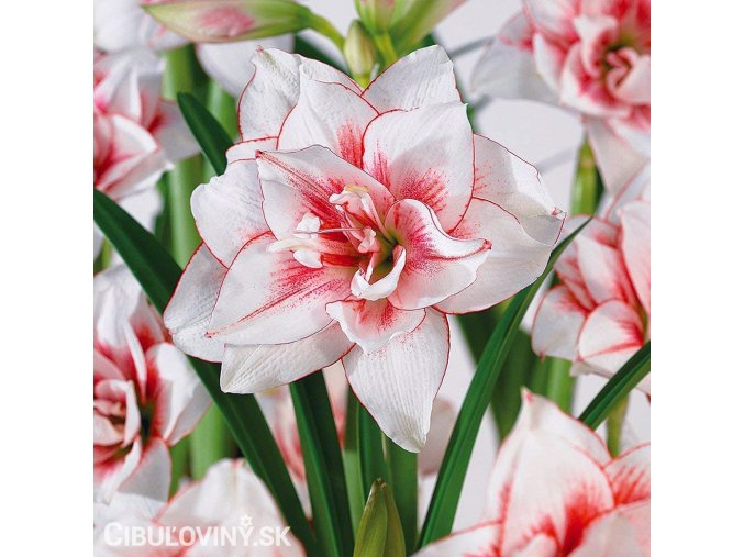bíločervený hvězdník amaryllis elvas 5