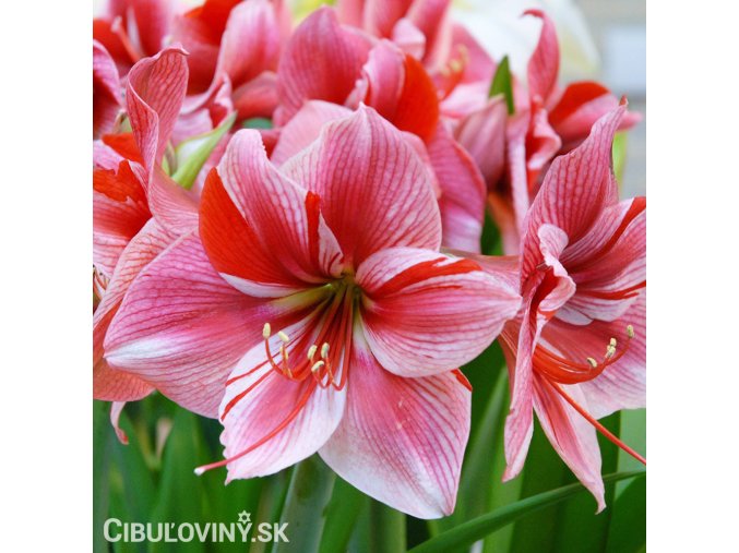 růžový hvězdník amaryllis gervase 1