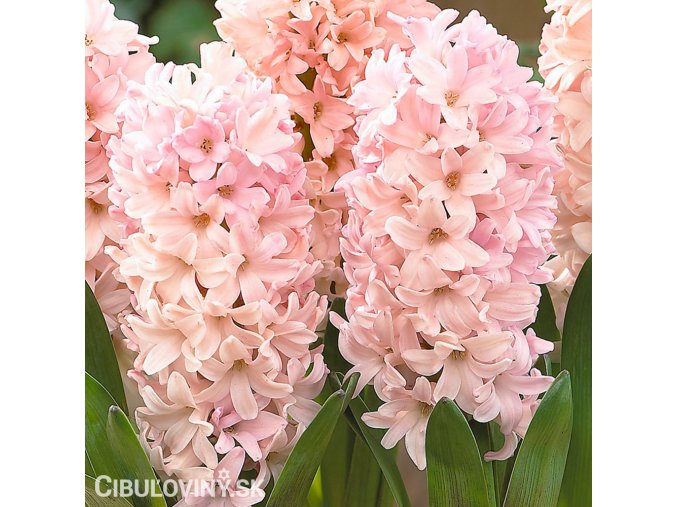 hyacint apricot passion 1