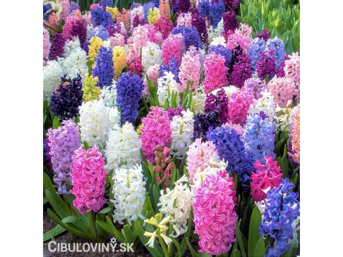 hyacinty smes mix barev 6