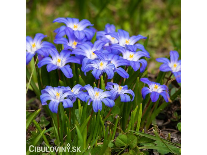 ladonička modrá chionodoxa blue 4