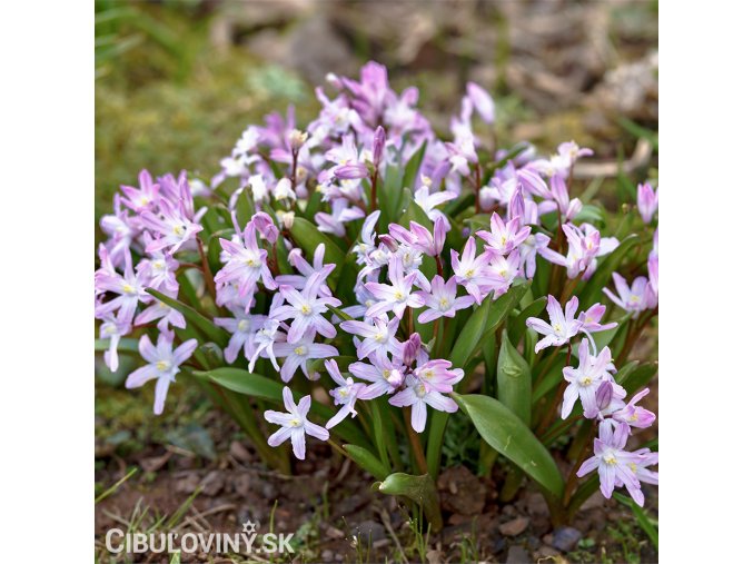 ladonička růžová chionodoxa pink 6