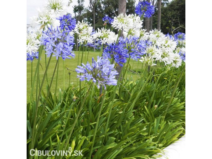 Agapanthus Kalokvet smes barev mix 1