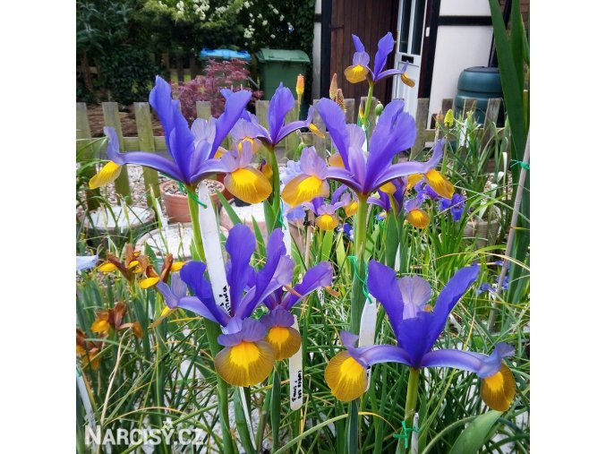 fialovožlutý kosatec iris frans halas 2