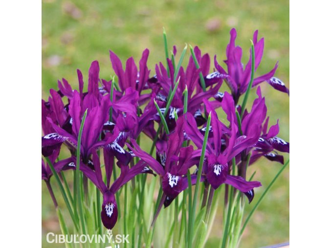 fialový kosatec pauline iris reticulata 1