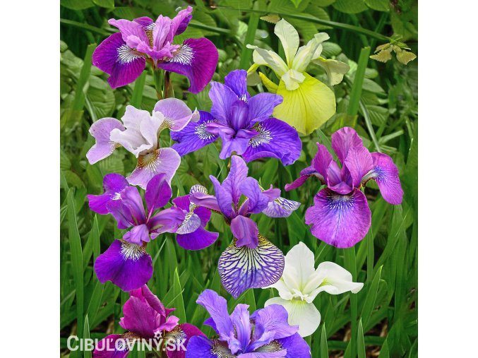 iris mix smes sibirskych kosatcu 1