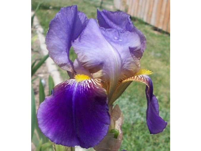 Iris Williamson 01