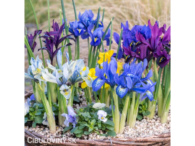 směs nízkých kosatců iris reticulata mix 1