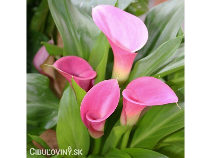 ruzova kala zantedeschia garnet glow 1