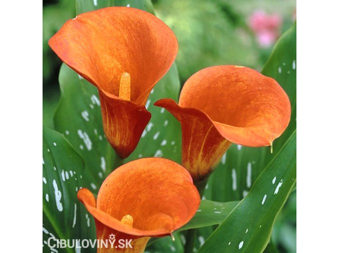 oranzova kala Mango 1
