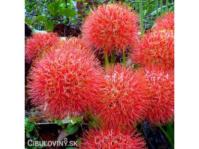 krvokvet Scadoxus multiflorus 1