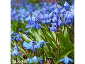 modra ladonka sibirska scilla siberica 3