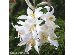 bila lilie belostna candidum 1