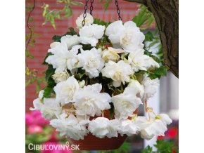 bila previsla begonie 1